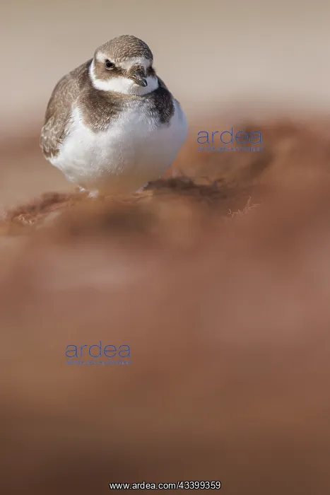 : Common Ringed Plover (Charadrius hiaticula) - resting : Common Ringed Plover (Charadrius hiaticula) - resting
