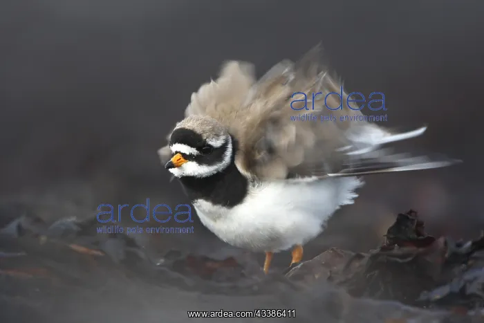 : Common Ringed Plover (Charadrius hiaticula) shak : Common Ringed Plover (Charadrius hiaticula) shak