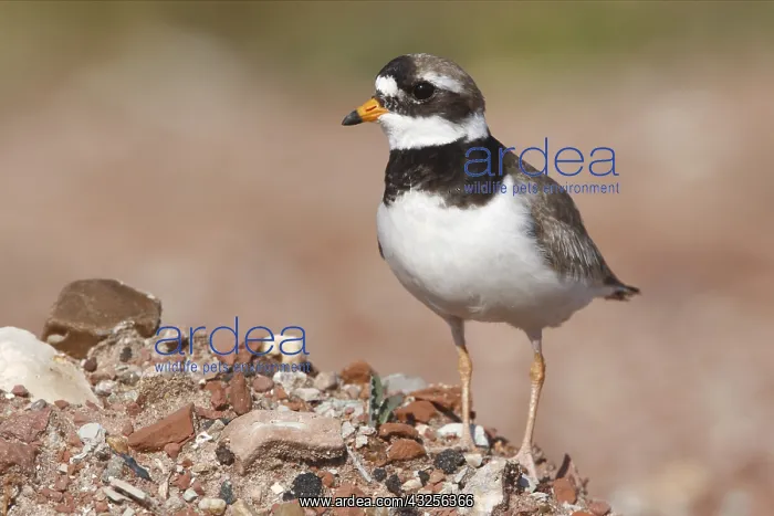 : Common Ringed Plover (Charadrius hiaticula) sta : Common Ringed Plover (Charadrius hiaticula) sta