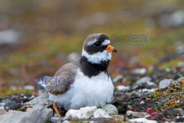 : Common Ringed / Ringed Plover : Common Ringed / Ringed Plover