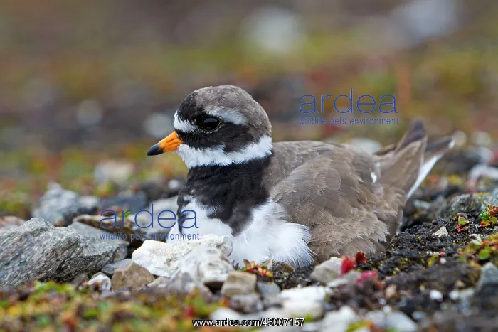 : Common Ringed / Ringed Plover : Common Ringed / Ringed Plover