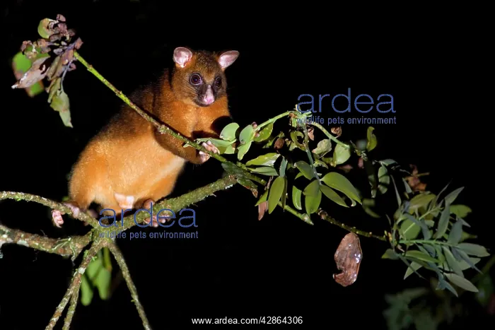  : Common Ringtail Possum - adult climbing high in