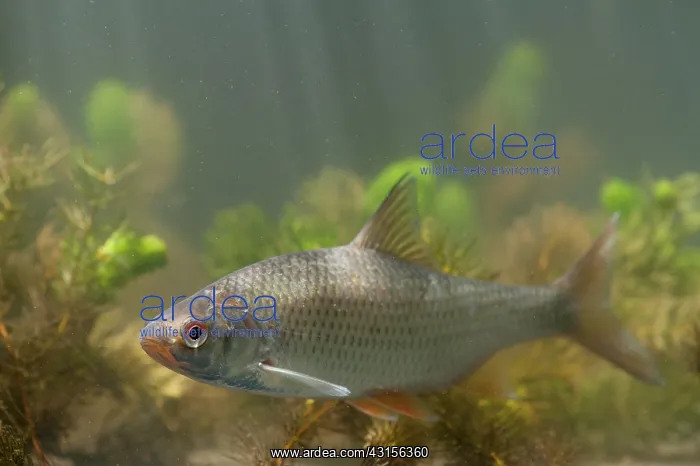 : Common Roach : Common Roach