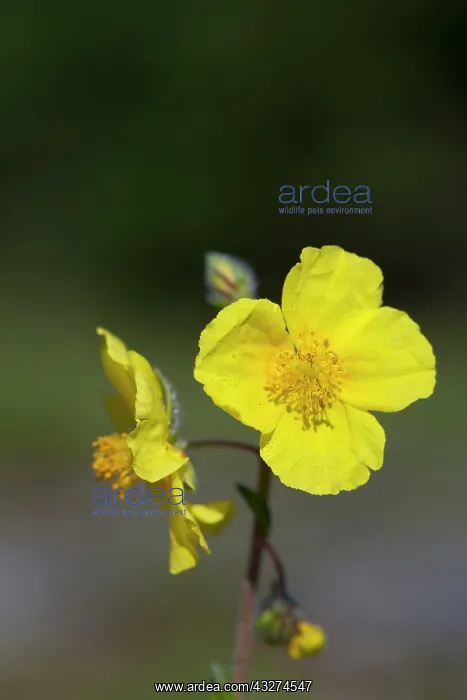 : Common Rock Rose Flowers : Common Rock Rose Flowers