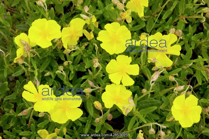 : Common Rock-rose - in limestone grassland : Common Rock-rose - in limestone grassland