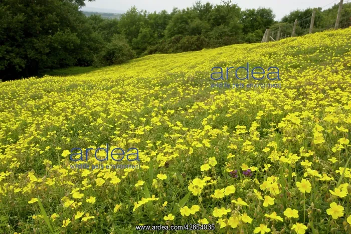: Common Rock-rose - in limestone grassland : Common Rock-rose - in limestone grassland