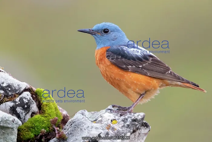 : Common Rock Thrush (Monticola saxatilis), side view : Common Rock Thrush (Monticola saxatilis), side view