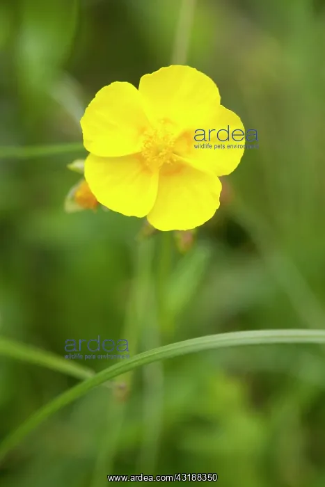 : Common Rockrose : Common Rockrose