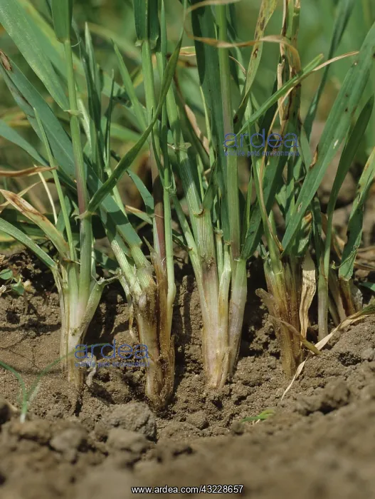 : Common root rot (Cochliobolus sativus) : Common root rot (Cochliobolus sativus)