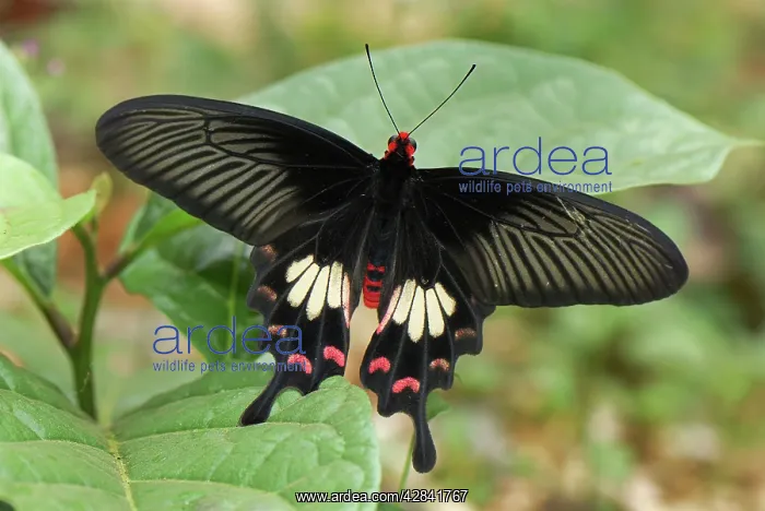 : Common Rose Butterfly : Common Rose Butterfly
