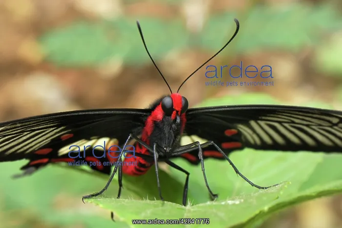 : Common Rose Butterfly : Common Rose Butterfly