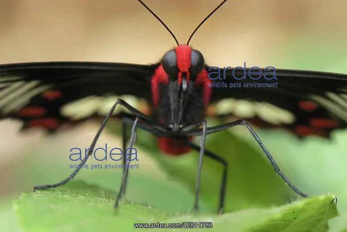 : Common Rose Butterfly : Common Rose Butterfly