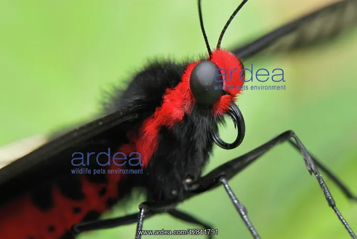: Common Rose Butterfly : Common Rose Butterfly