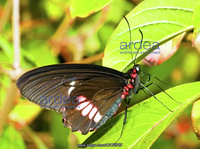 : Common Rose Butterfly : Common Rose Butterfly