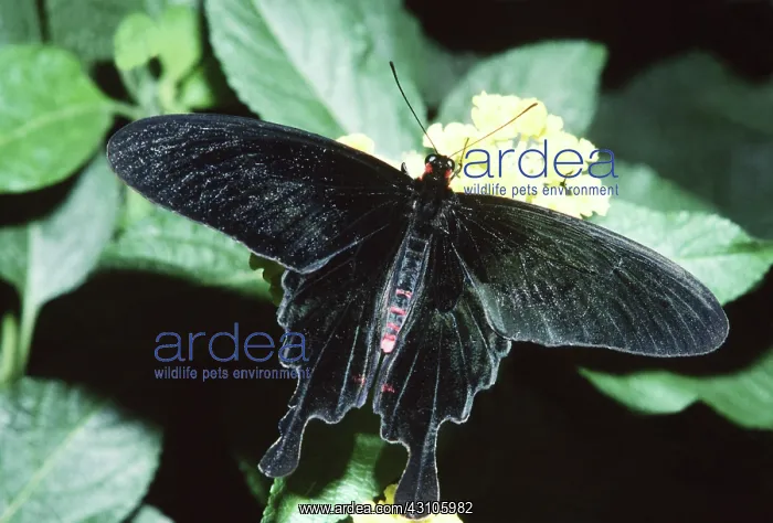 : Common Rose Swallowtail Butterfly : Common Rose Swallowtail Butterfly