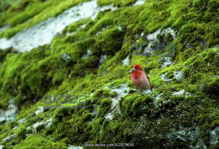 : Common ROSEFINCH : Common ROSEFINCH
