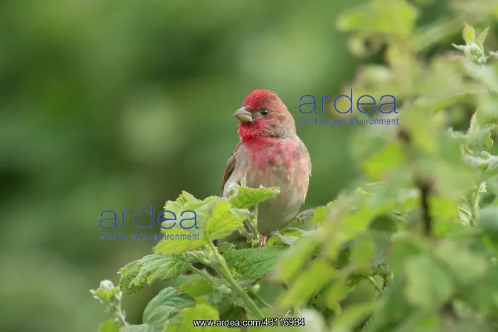 : Common Rosefinch : Common Rosefinch