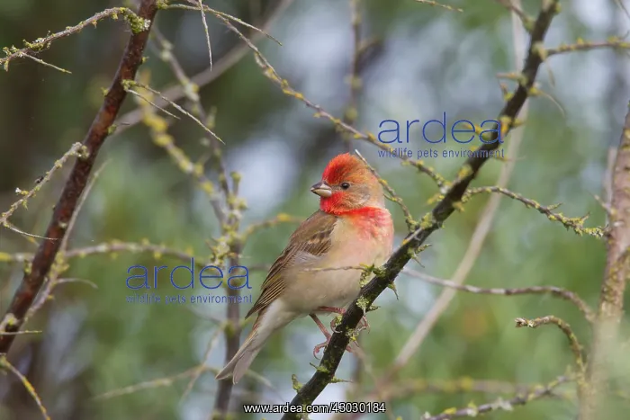 : Common Rosefinch adult male : Common Rosefinch adult male