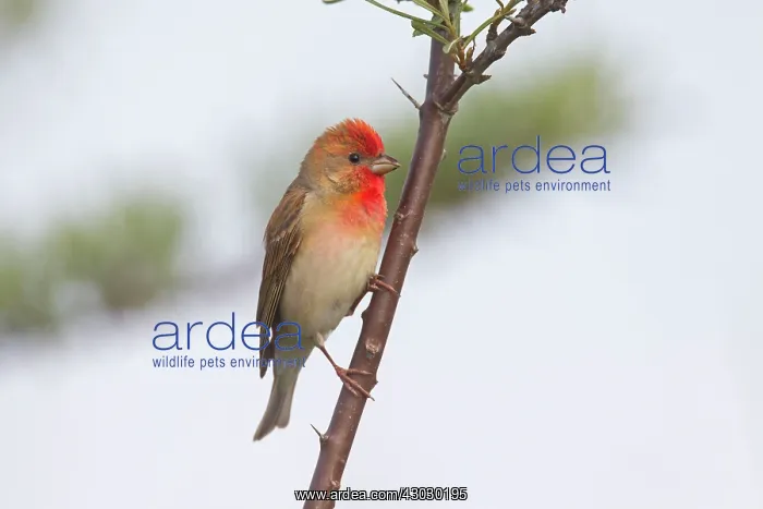 : Common Rosefinch adult male : Common Rosefinch adult male
