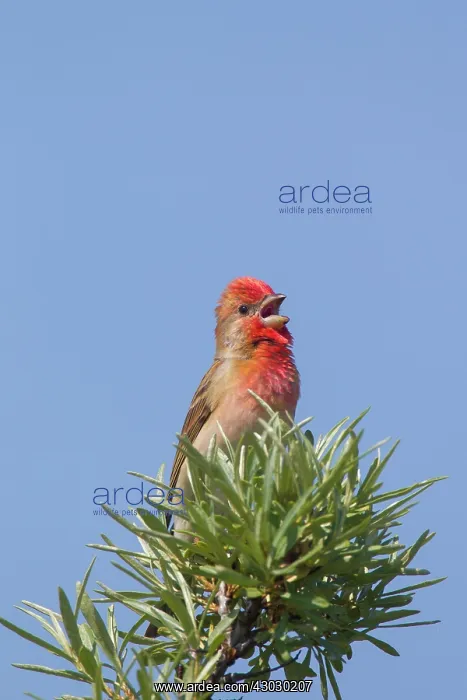 : Common Rosefinch adult male : Common Rosefinch adult male