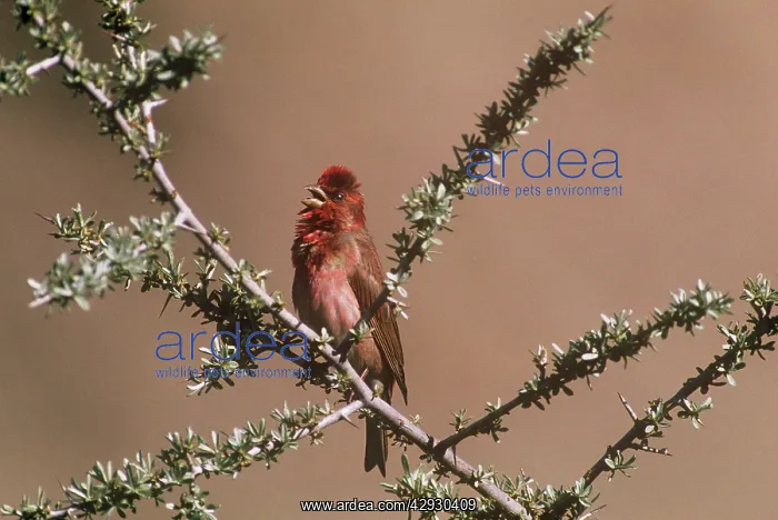 : Common Rosefinch - on branch : Common Rosefinch - on branch
