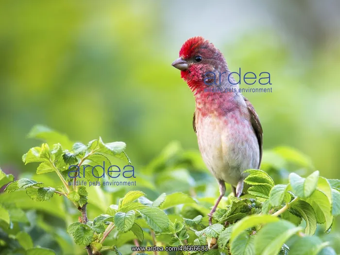 : Common Rosefinch (Carpodacus erythrinus) male : Common Rosefinch (Carpodacus erythrinus) male