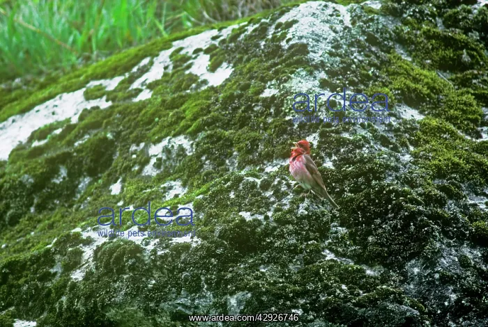 : Common Rosefinch - singing : Common Rosefinch - singing