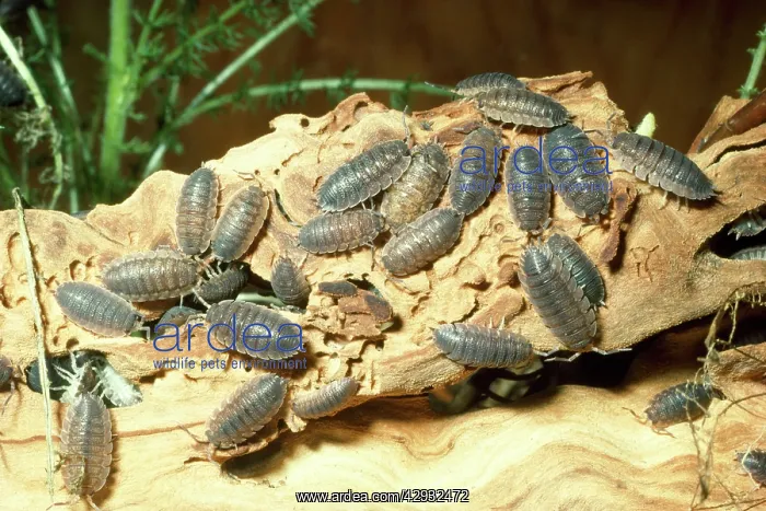 : Common Rough Woodlouse : Common Rough Woodlouse