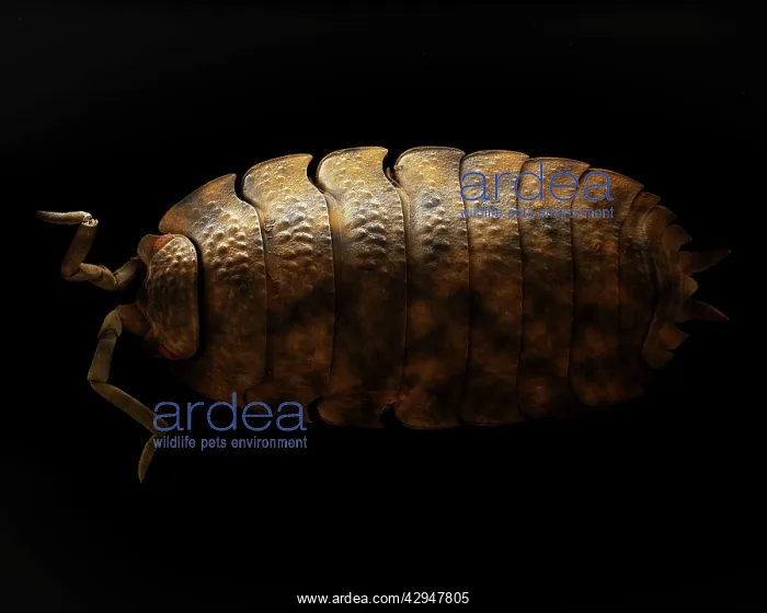 : Common Rough Woodlouse : Common Rough Woodlouse