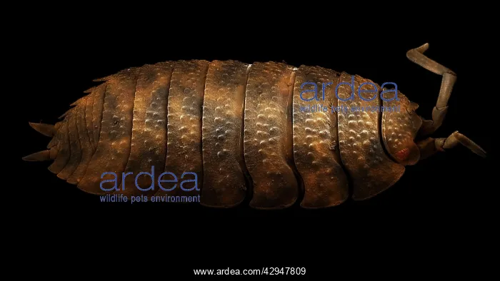 : Common Rough Woodlouse : Common Rough Woodlouse
