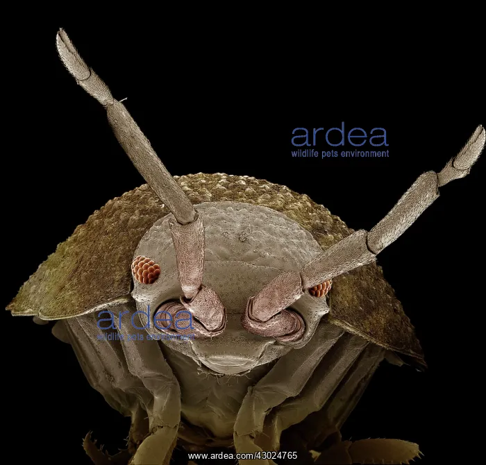 : Common Rough Woodlouse : Common Rough Woodlouse