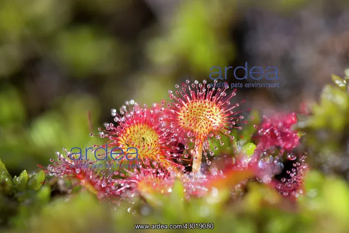 : Common Round Leaved Sundew : Common Round Leaved Sundew