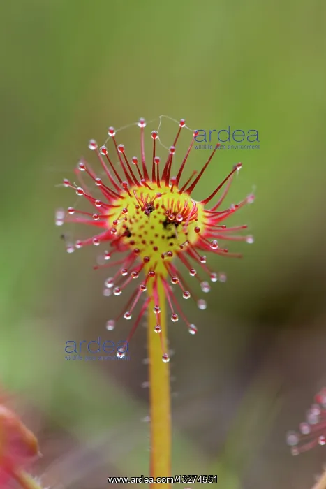 : Common / Round Leaved Sundew : Common / Round Leaved Sundew