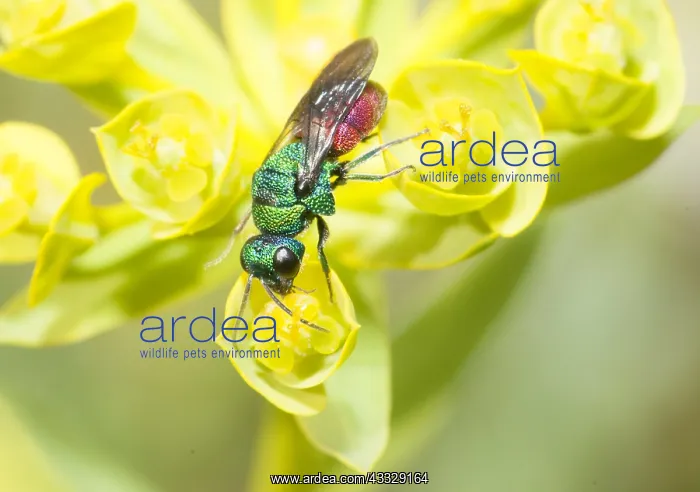 : Common ruby-tailed wasp (Chrysis ignita) on an Euphorbia : Common ruby-tailed wasp (Chrysis ignita) on an Euphorbia