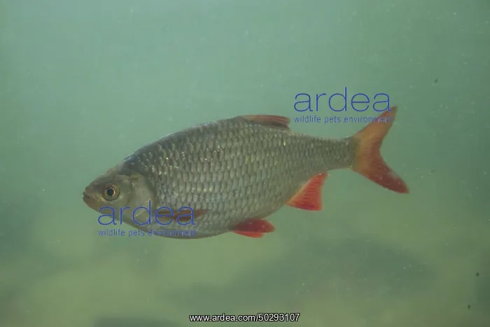 : Common Rudd : Common Rudd