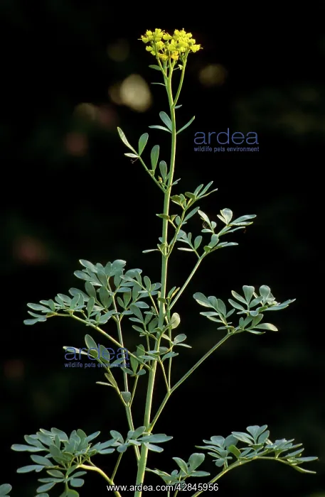  : Common Rue