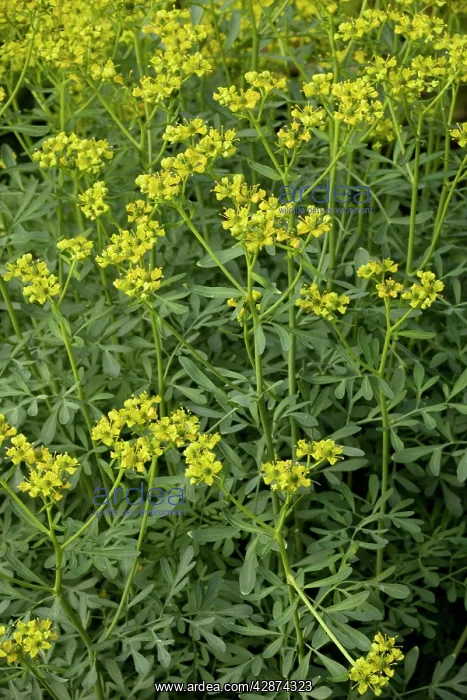 : Common rue : Common rue