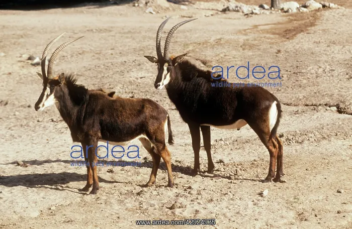 : Common Sable Antelope - Male and female : Common Sable Antelope - Male and female