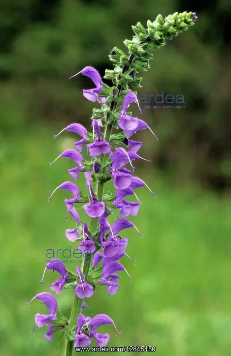  : Common sage
