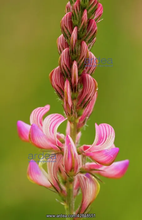 : Common sainfoin - in flower : Common sainfoin - in flower