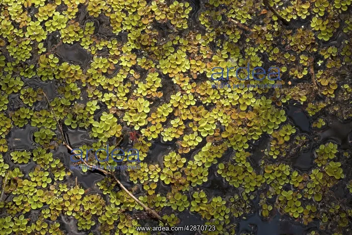: Common Salvinia - a floating water fern. Invasive : Common Salvinia - a floating water fern. Invasive