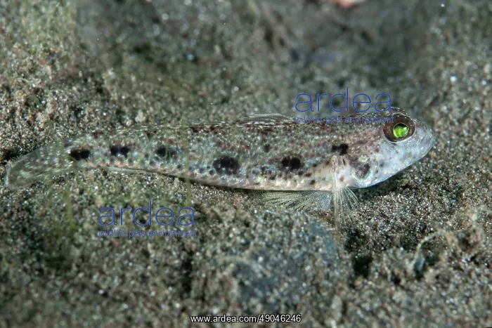 : Common Sandgoby : Common Sandgoby