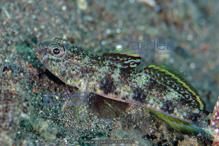 : Common Sandgoby with erect fin - recently described (2023) - : Common Sandgoby with erect fin - recently described (2023) -