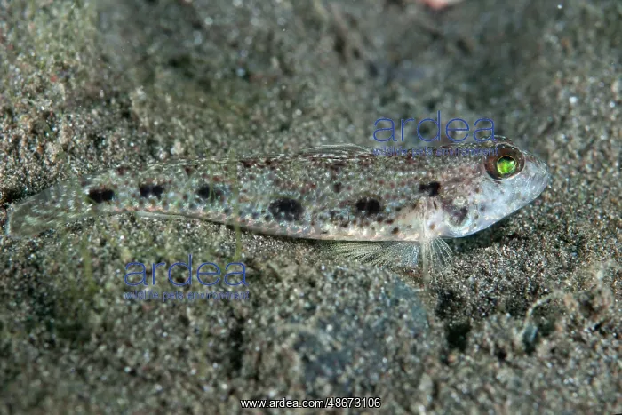 : Common Sandgoby - recently described (2023) - Happy Ending : Common Sandgoby - recently described (2023) - Happy Ending