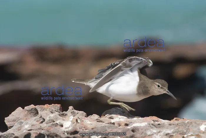 : Common Sandpiper : Common Sandpiper