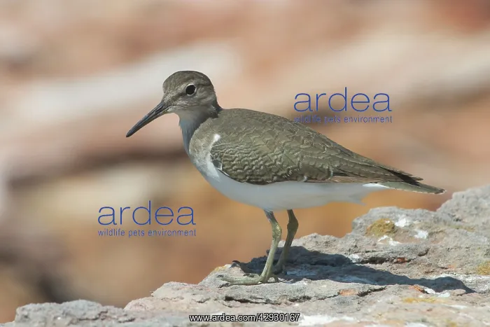 : Common Sandpiper : Common Sandpiper