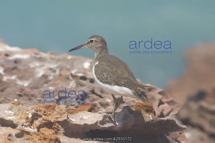 : Common Sandpiper : Common Sandpiper