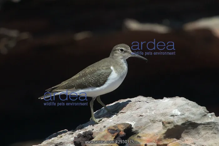 : Common Sandpiper : Common Sandpiper