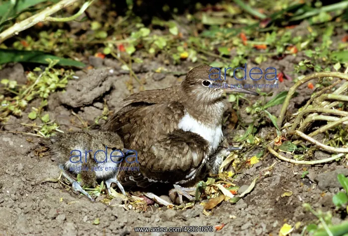  : COMMON SANDPIPER
