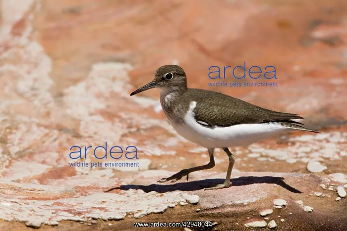 : Common Sandpiper : Common Sandpiper